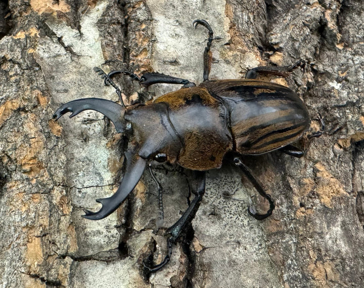 【WD】《ストリアータツヤクワガタ 40mm ペア》