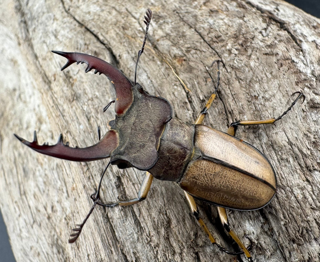 【WD】《デラバイミヤマクワガタ 39.5mm ペア》