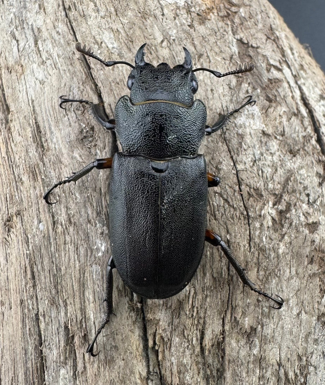 《エラフスホソアカ 42.5mm ペア》