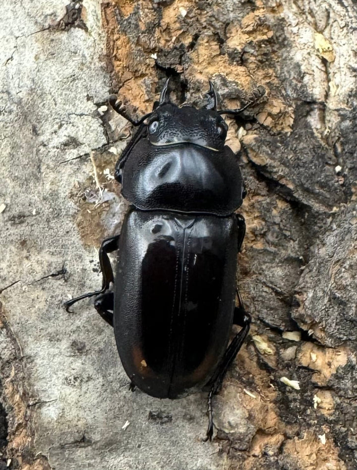 【WF1】《ビシグナートゥスコクワ APDV産 38mm ペア》Moro氏ブリード個体