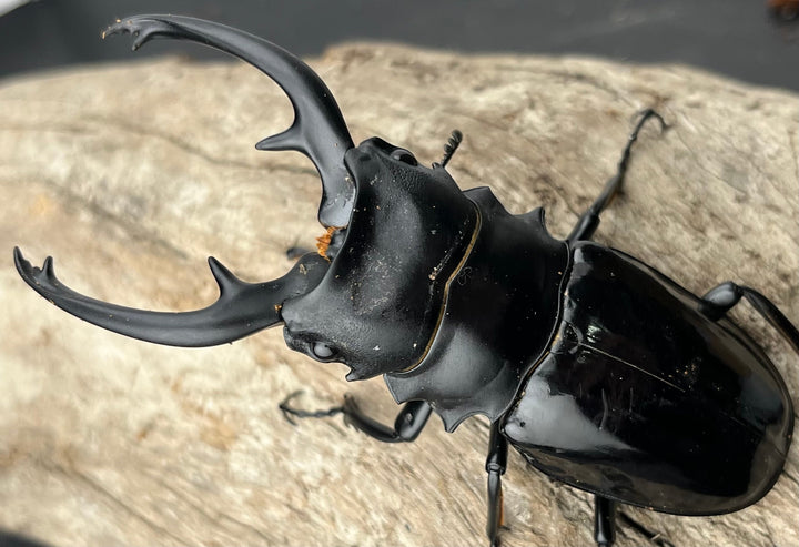 【WD】《インターメディアツヤクワガタ ロハス産 88mm ペア》