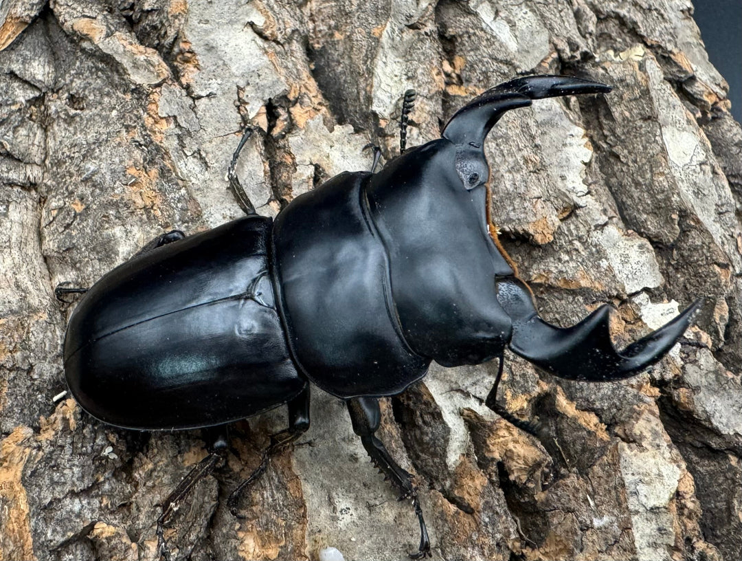 《マレーアンタエウス ゲンティンハイランド産 71mm ペア》