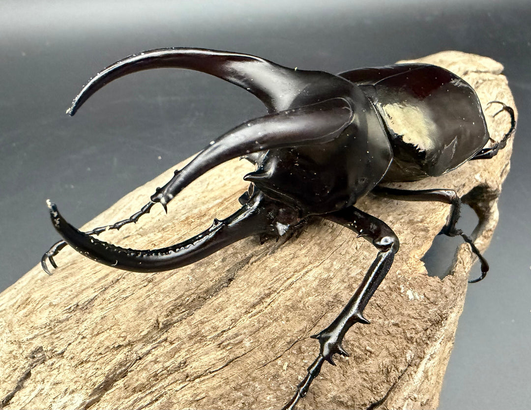 【WD】《モーレンカンプオオカブト 95mm ペア》