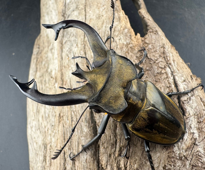 【WD】《チベットミヤマ亜種singularis 66mm ペア》