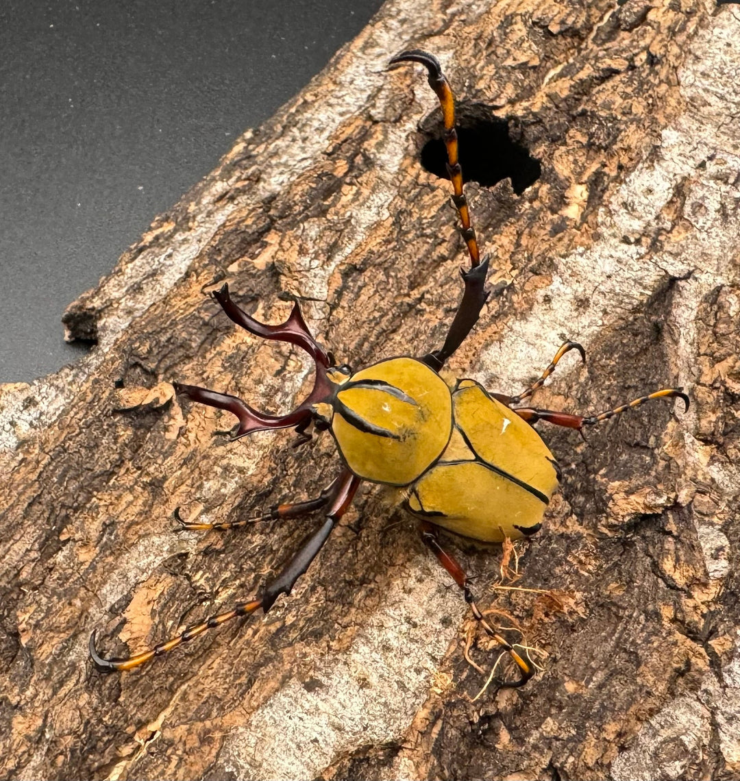 【WD】ワリックツノハナムグリ亜種bowringi ペア