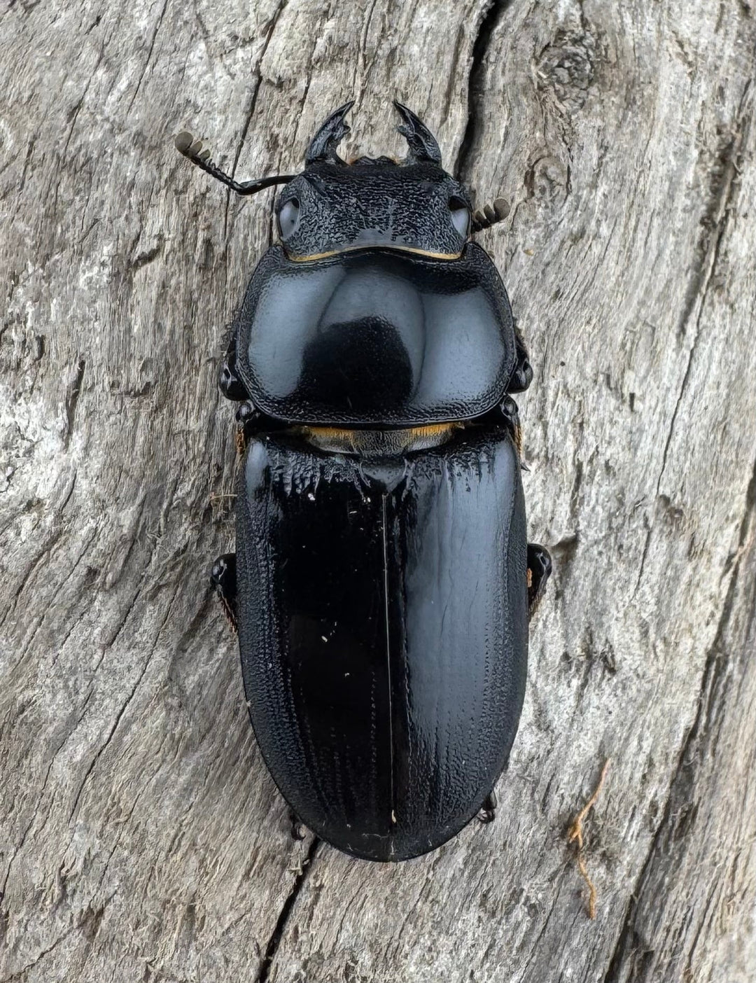 【WD】《ドルクスヤクシャ原名亜種 チベット産 41mm ♂♀♀トリオ》