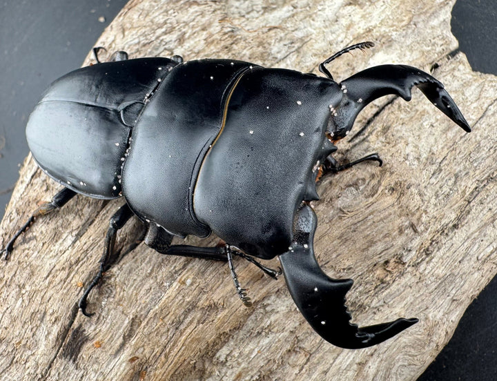 【WD】《ダイオウヒラタ 東ジャワ産 80.5mm ペア》