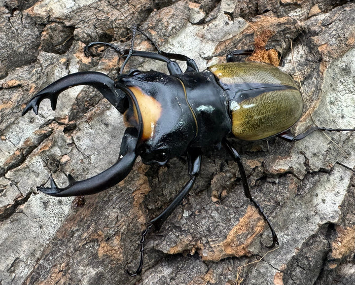 【WD】《ラコダールツヤクワガタ 76mm ペア》