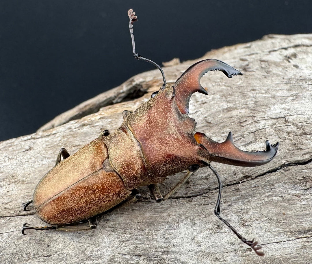 【WD】《スズムラホソアカ ロハス産 40mm ペア》