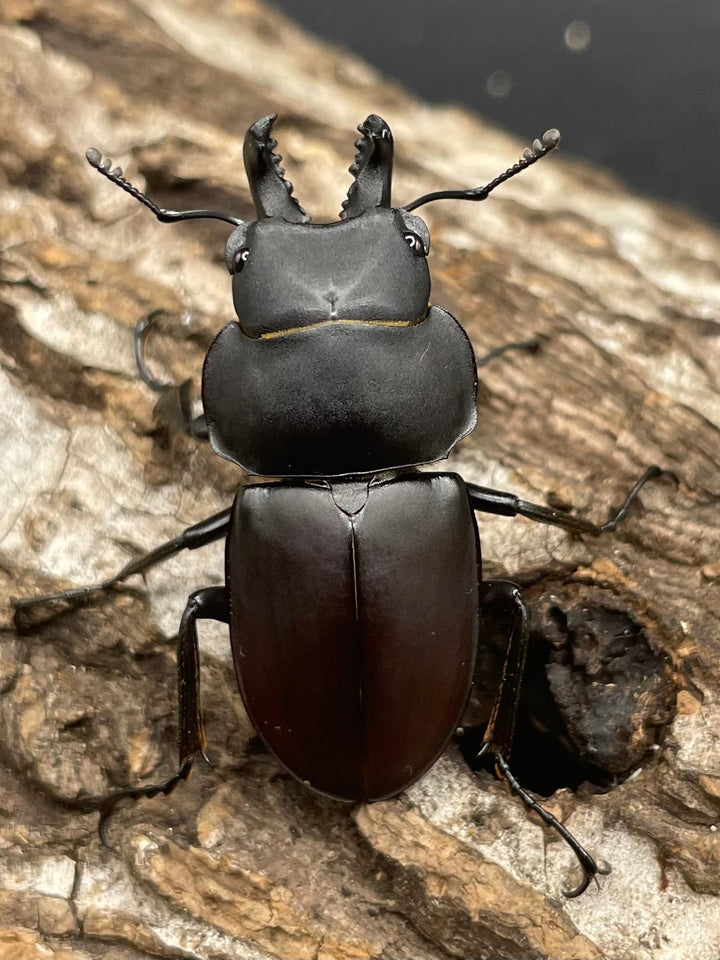 【WD】《チュウゴクマルバネクワガタ原名亜種 36.5mm A’ペア》