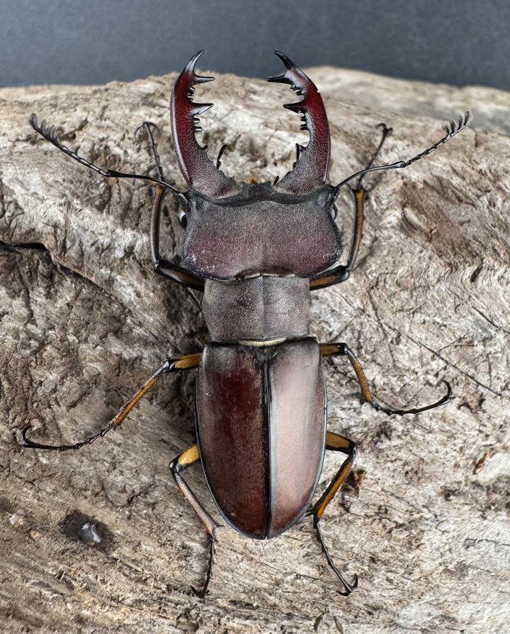 【WD】大型《ウーイーミヤマクワガタ 41.5mm ペア》