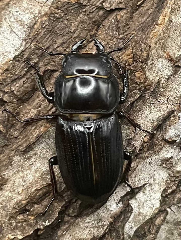 【F0】《ドルクス カツラ 25mm ペア》