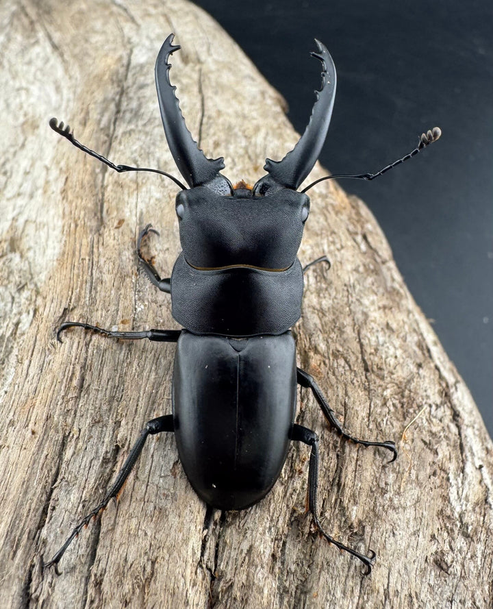 【WD】《トンキンノコギリヒラタ 海南省産 46.5mm ペア》