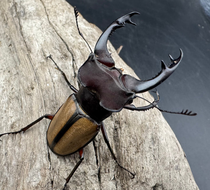 【WF2】《ラエトゥスミヤマクワガタ 53.5mm ペア》