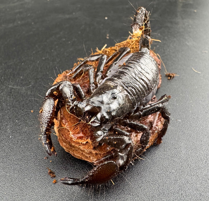 【WC】《ダイオウサソリ 4-5令 ペア》