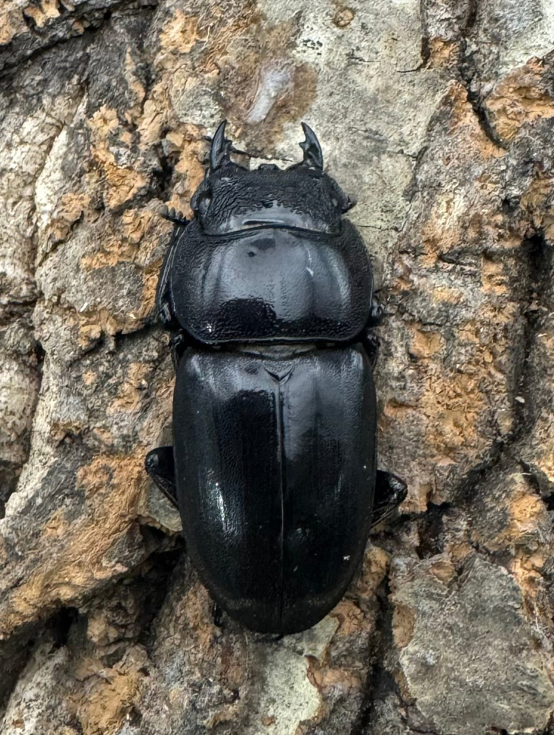 【WD】ロングホーン《南カマリネスヒラタ 90mm ペア》