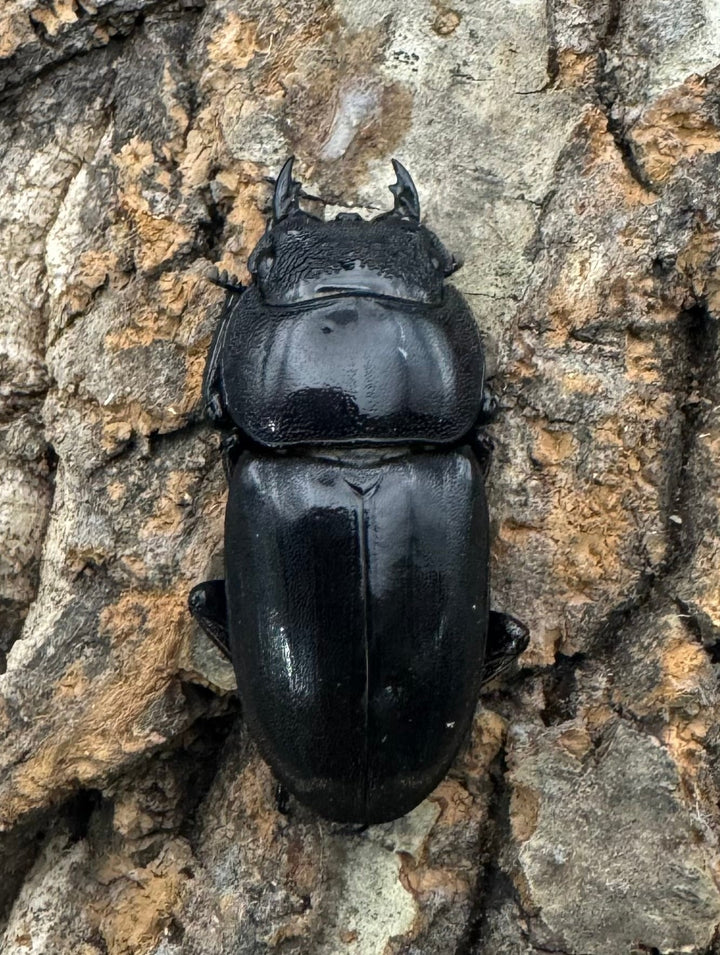 【WD】ロングホーン《南カマリネスヒラタ 90mm ペア》