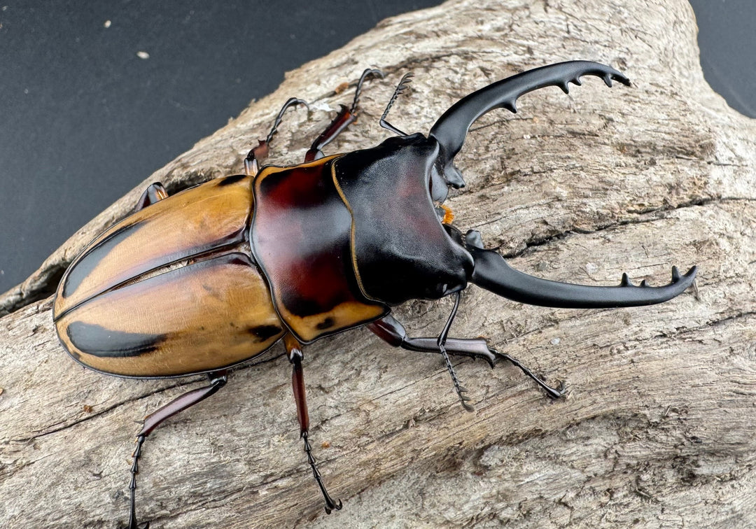 【WF3】《ファブリースノコギリ亜種タカクワイ 74mm ペア》