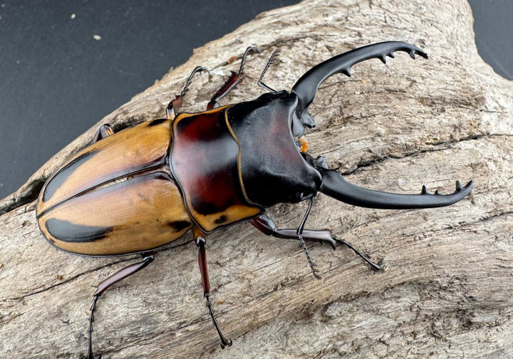 【WF3】《ファブリースノコギリ亜種タカクワイ 74mm ペア》