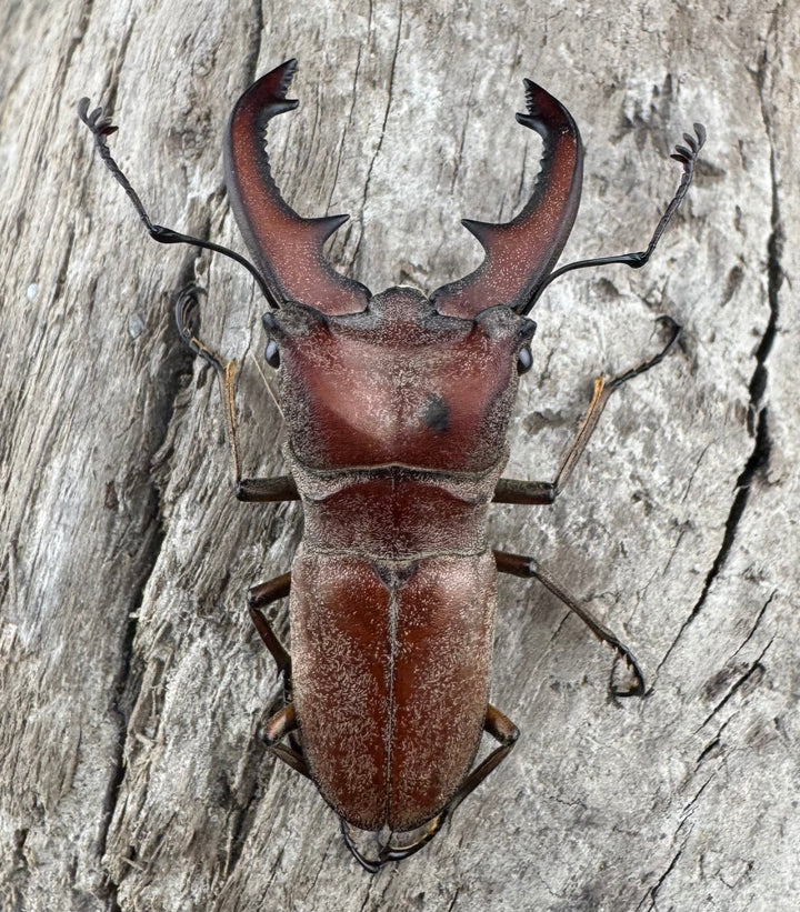 【WD】《スズムラホソアカ ロハス産 41mm ペア》