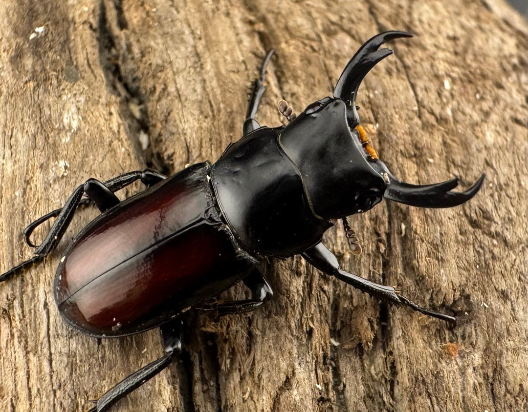 【WF3】《チュチェンセスジクワガタ 21mm ペア》