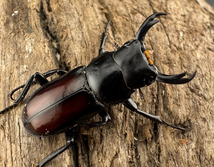 【WF3】《チュチェンセスジクワガタ 21mm ペア》