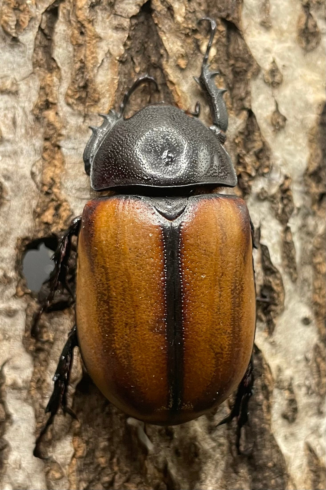 【WD】《スキットゴホンツノカブト ♀単》