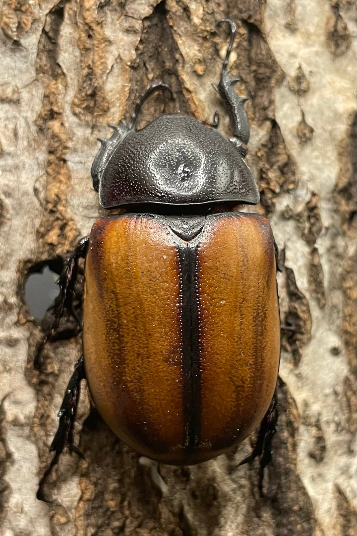 【WD】《スキットゴホンツノカブト ♀単》