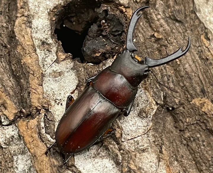 【WD】《カプレコルヌスウスバクワガタ 27mm ペア》