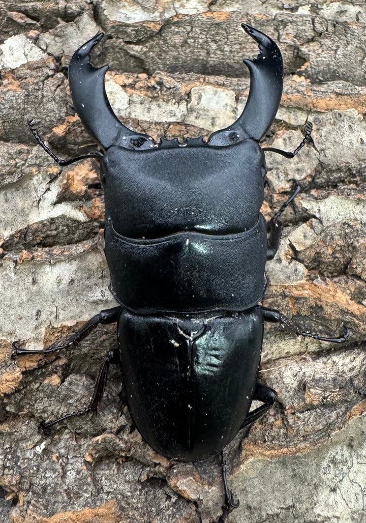 【WD】ショートホーン《スラウェシオオヒラタ 南スラウェシ産 80mm ペア》