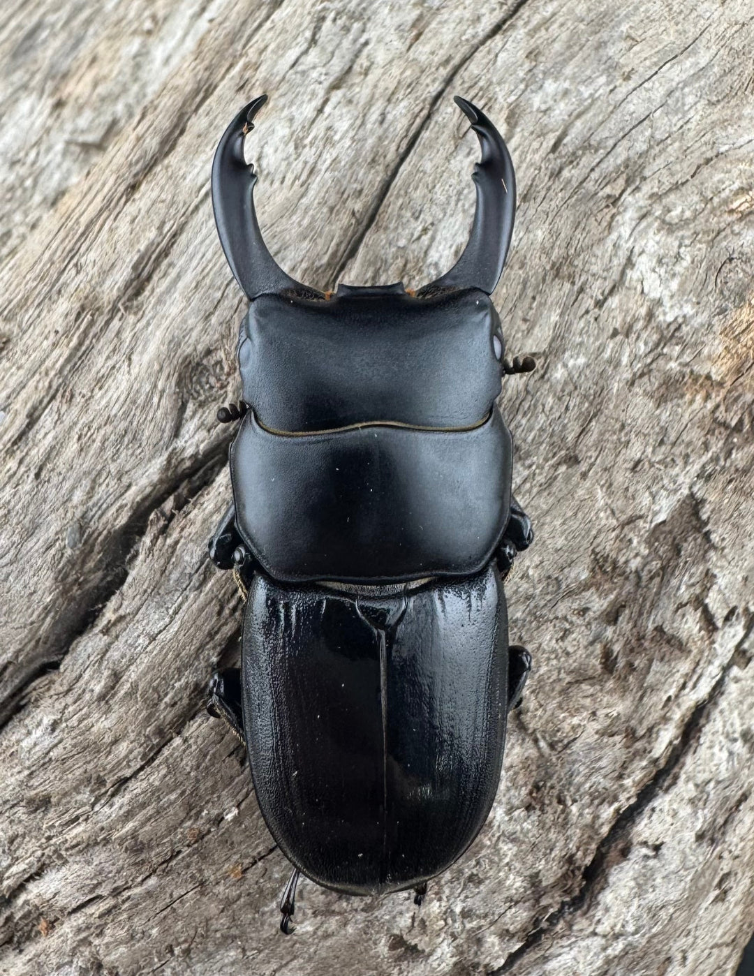 【WD】《ドルクス ティティウス チベット産 44mm ペア》