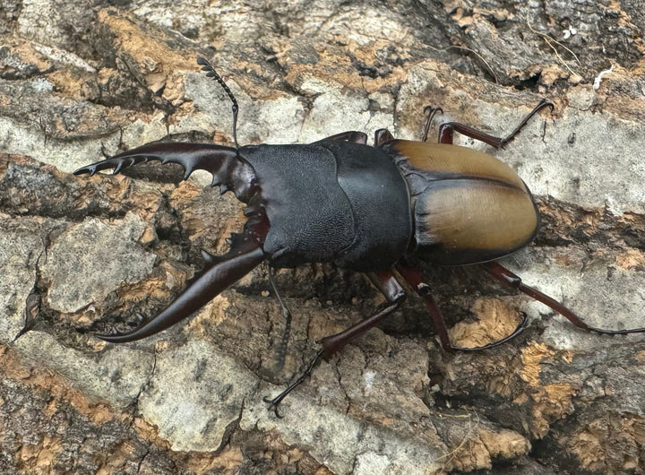 【WF4】《ウムハンギノコギリ 55.5mm ペア》