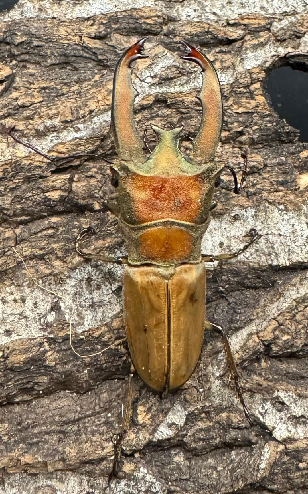 【WD】《ルニフェルホソアカ 48.5mm ♂B品ペア》