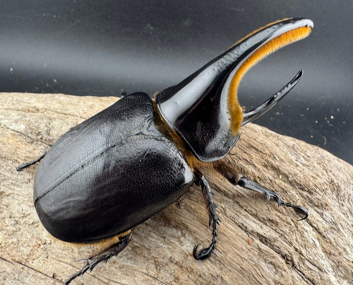 《サタンオオカブト 95mm ペア》inohiro109氏ブリード個体