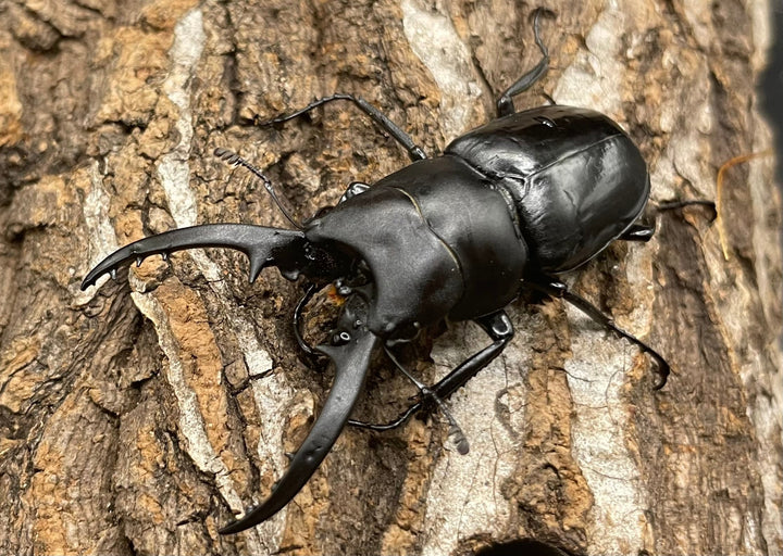 【WD】《フォルフィクラノコギリ（マルバネノコギリ） 55mm A’品ペア》