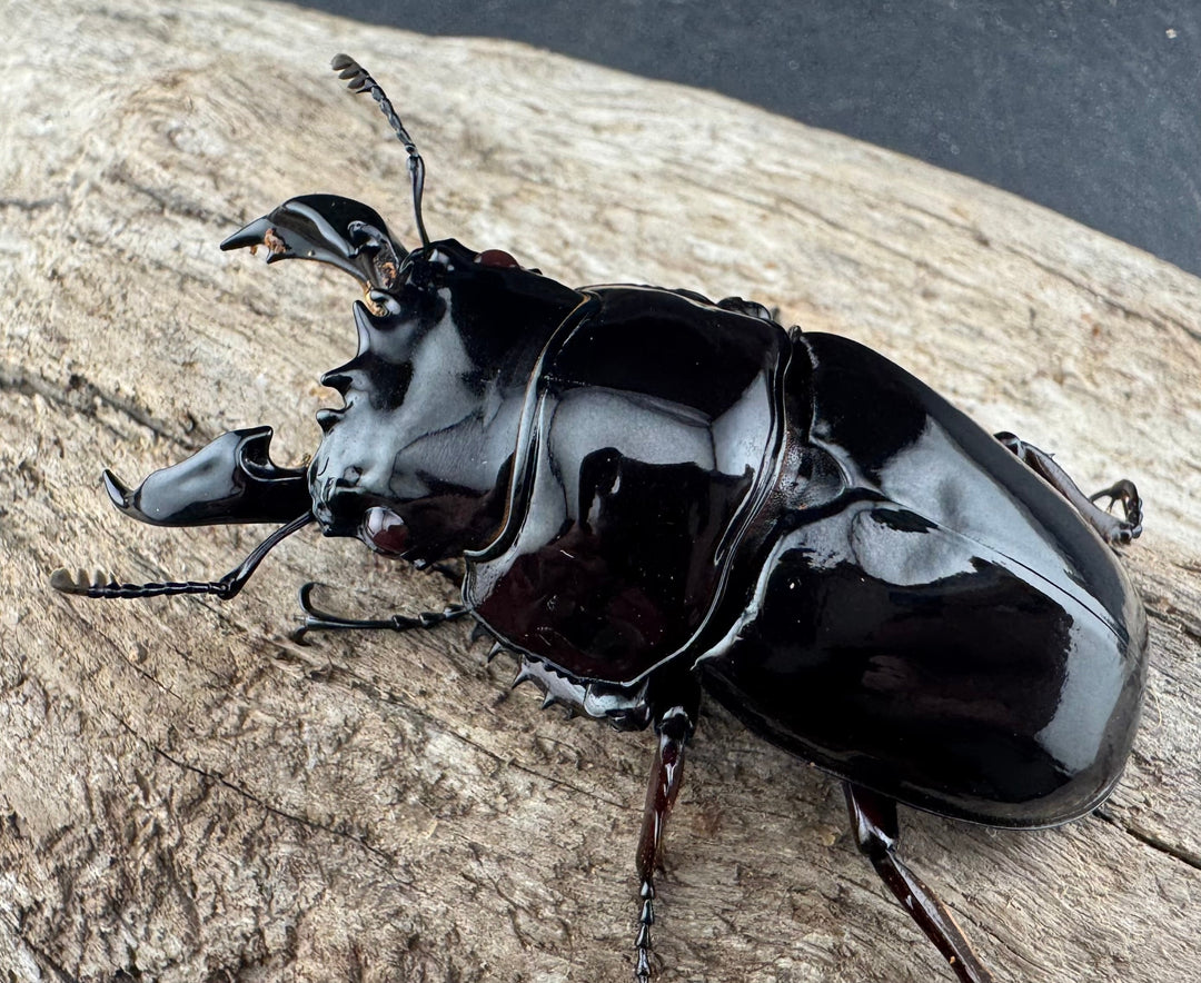 【赤目】《赤レギウスオオツヤクワガタ 61mm ペア》