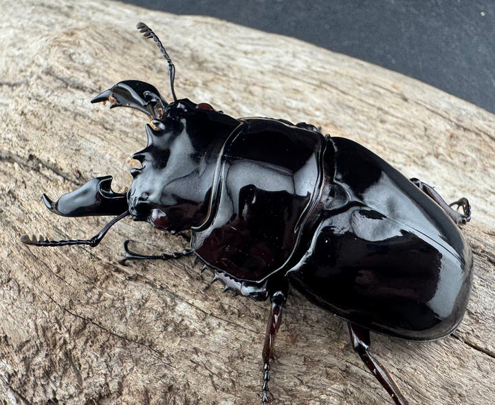 【赤目】《赤レギウスオオツヤクワガタ 61mm ペア》