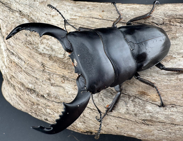 【WD】《スマトラオオヒラタ ベンクール産 84.5mm ペア》