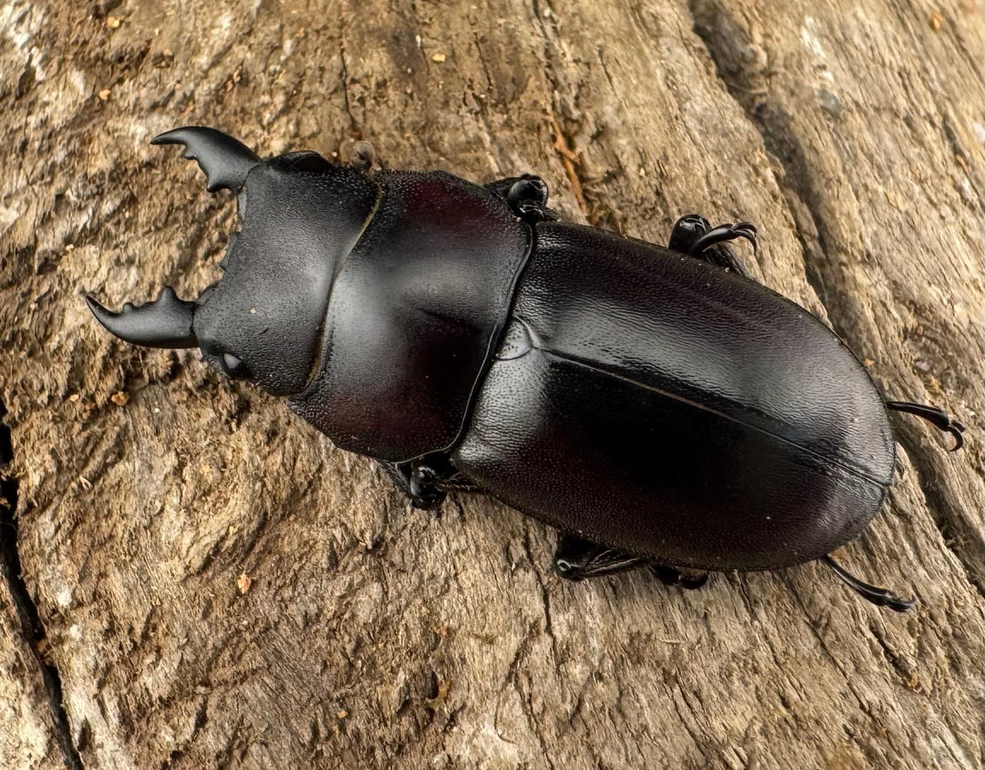 【WD】《ラクノステルヌスヒラタ亜種lumawigorum 30mm ペア》