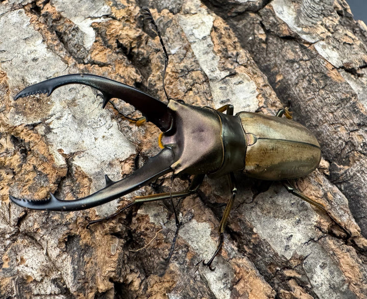 【WD】《モンタネルスホソアカクワガタ 63mm ペア》