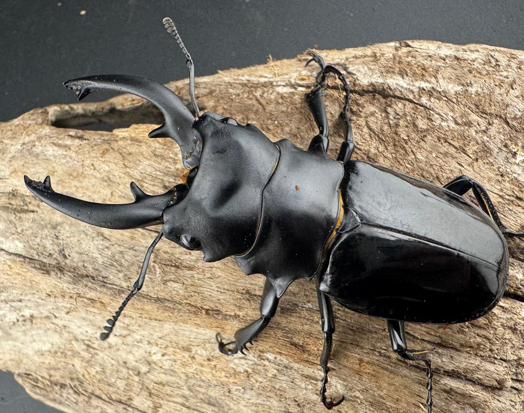 【WD】《ルディカツヤクワガタ 79mm ペア》