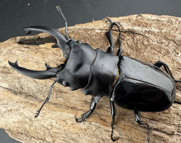 【WD】《ルディカツヤクワガタ 79mm ペア》