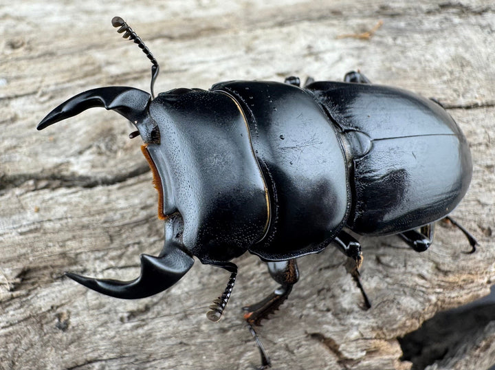 【WD】《ドルクスヤクシャ原名亜種 チベット産 41mm ♂♀♀トリオ》