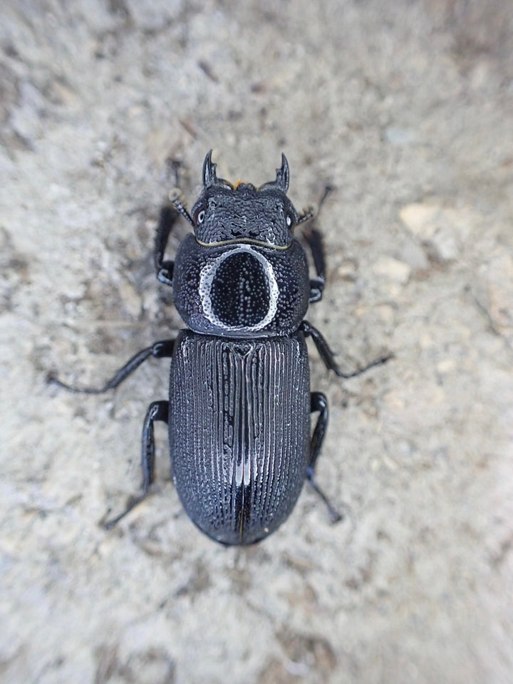 【WD】超貴重《ドルクスリョフssp. 28mm ペア》