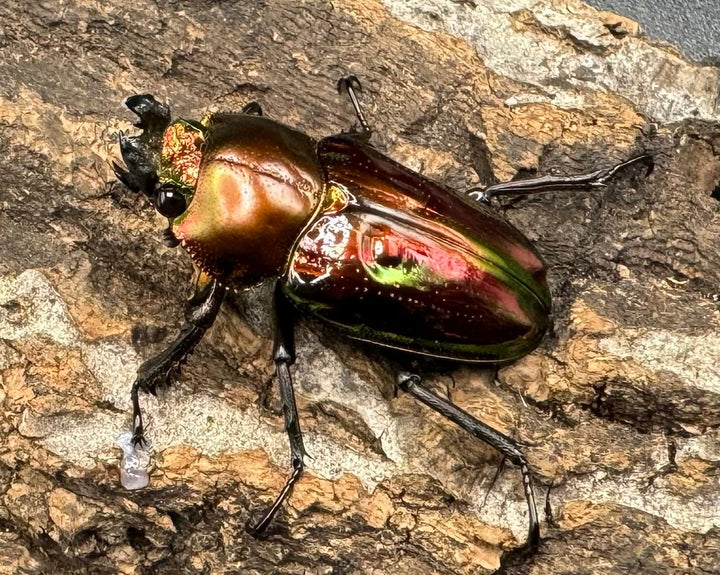《ニジイロクワガタ 60mm ペア》