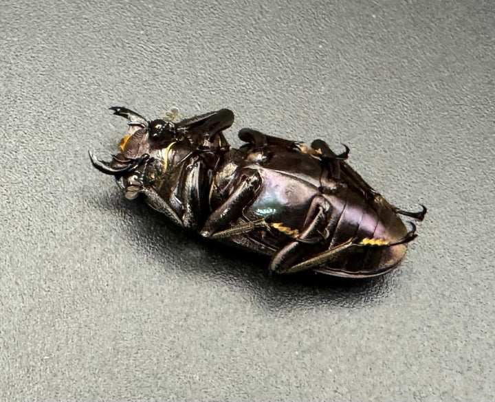 【美麗】即ブリ《メタリフェルホソアカ 69mm ペア》わたくわ氏ブリード個体