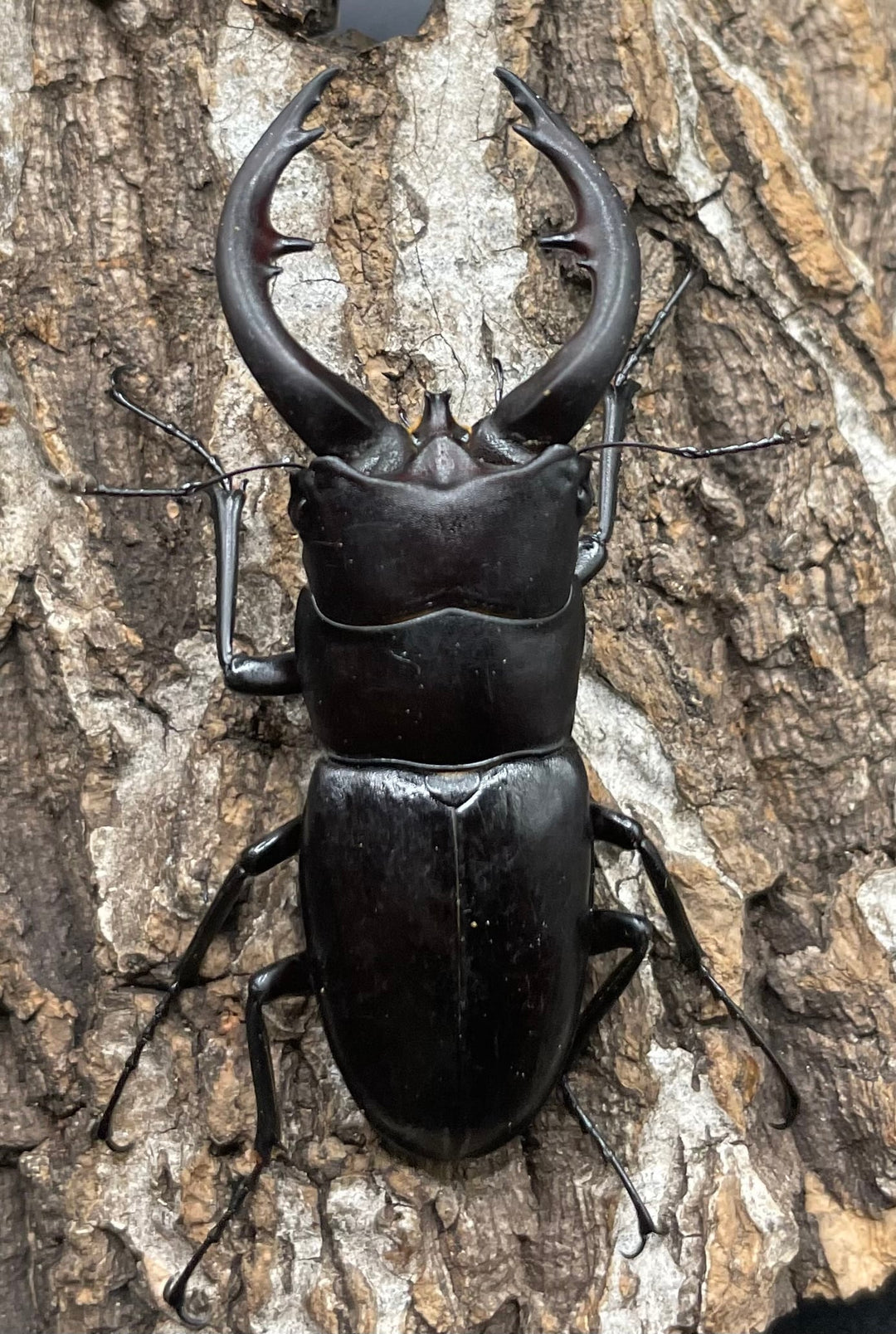 【WD】《アマミノコギリ 64mm ペア》