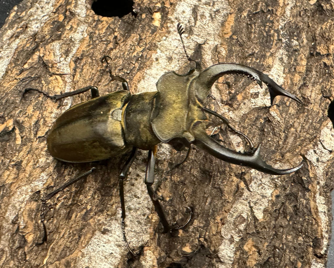 【WD】《ノビリスミヤマ 60mm ペア》①