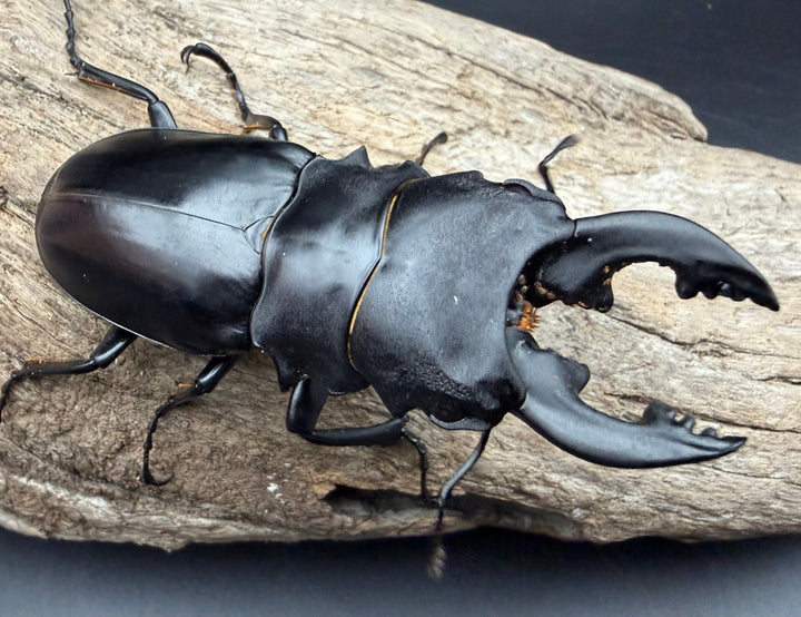 【WD】《ミンダナオアルケスツヤ 81mm A'品ペア》