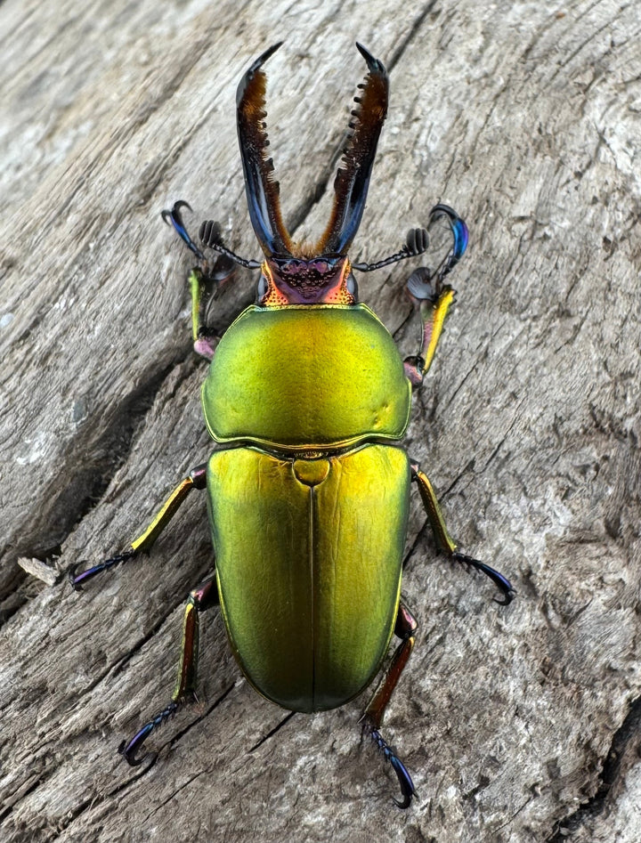 【WD】《パプアキンイロクワガタ アルファック産 33mm ペア》